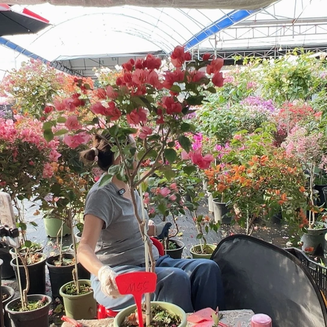 柠***的大部分花苞少量开放M55不甜西瓜