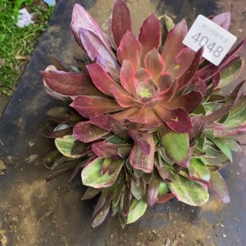 浣纱多肉植物4048