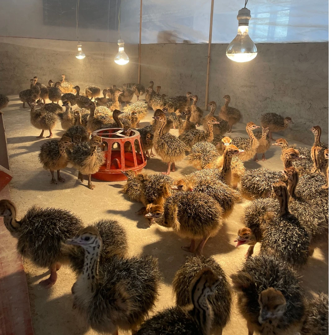 宠物文鸟（直播间挑选为准） 顺丰包邮包健康 到家包2天