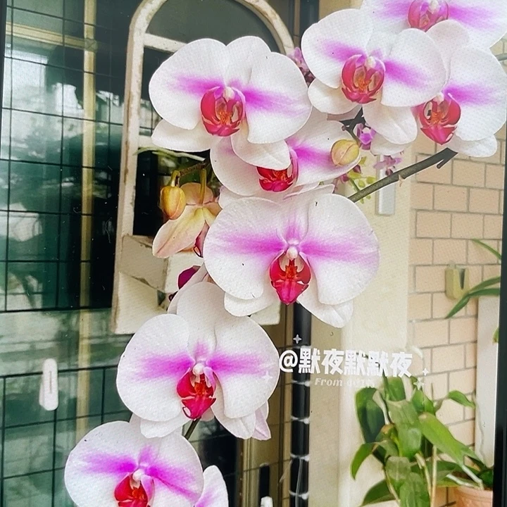 完全开放婚纱2.8寸带花剑根一般介意勿拍