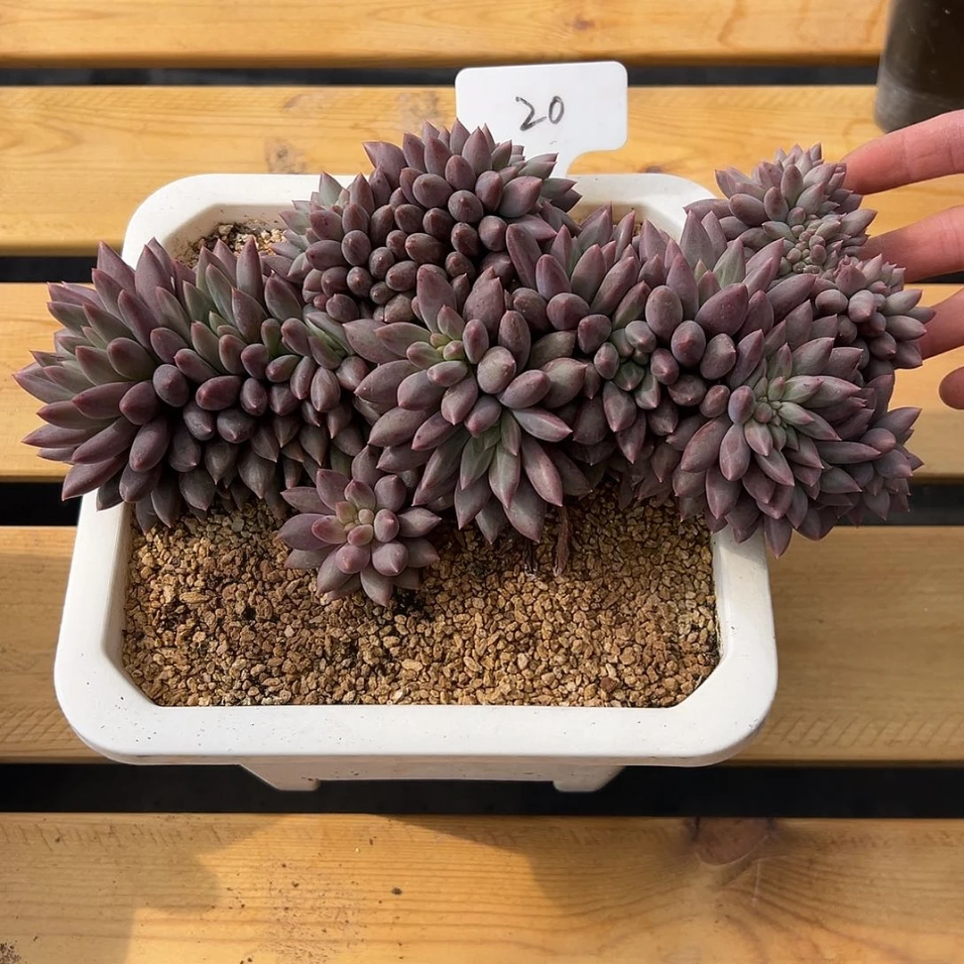 红蜻蜓缀化20。