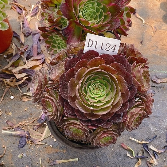 1124海王黑美人多肉2颗