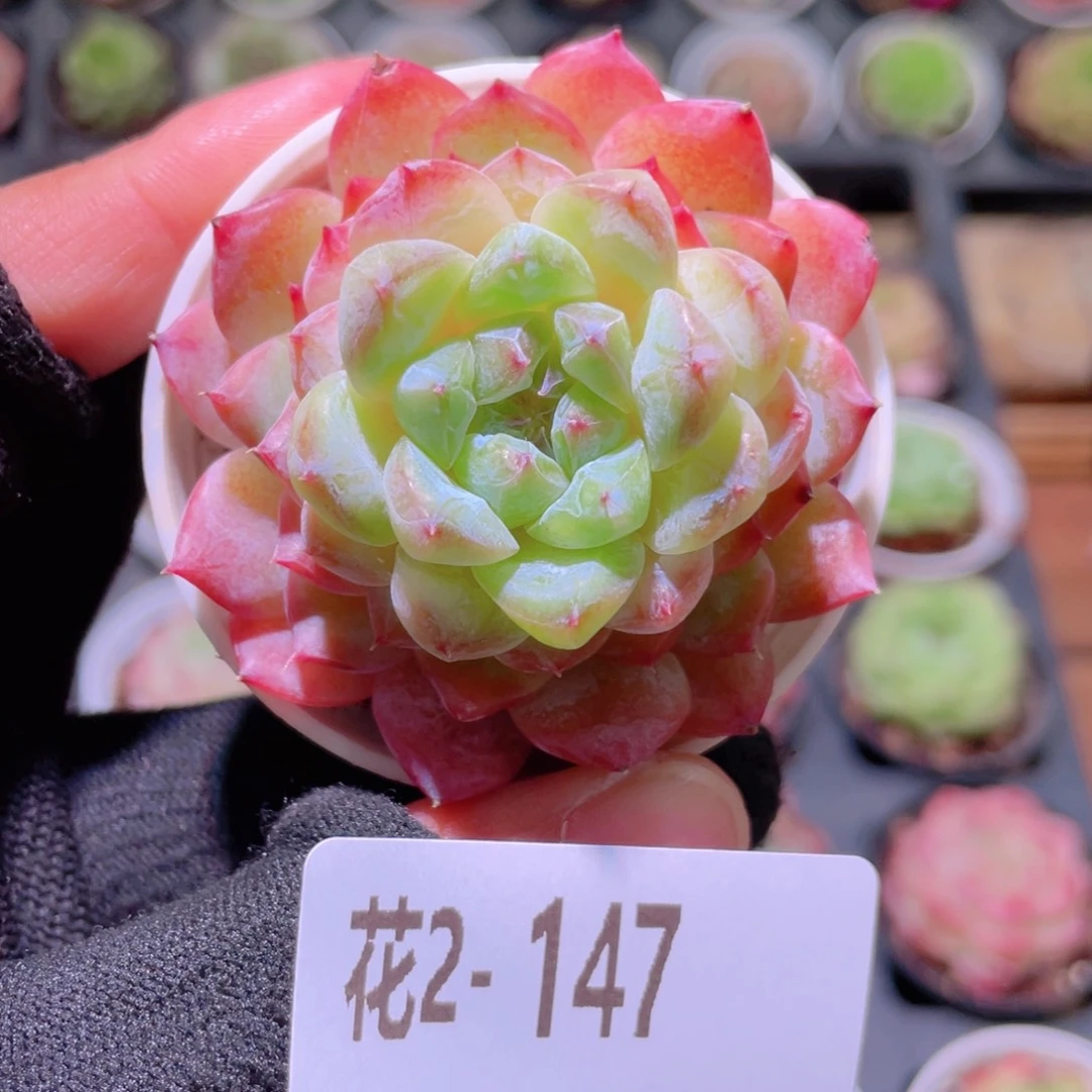 花利美2-147果汁单头