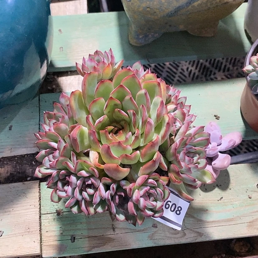 【闪购商品】荷花2608