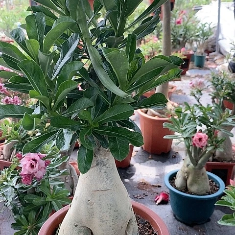【闪购商品】无花朵海***天