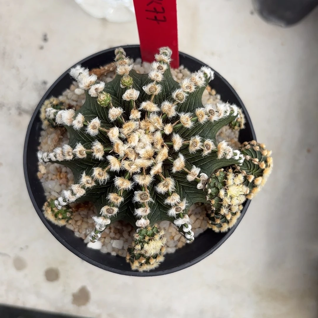 77-0909泰国发货多肉