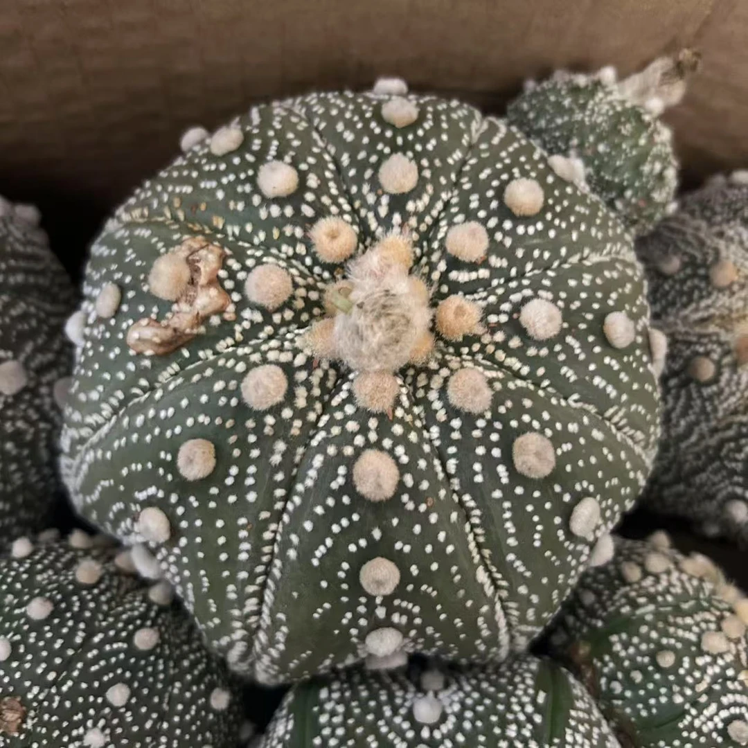 特大号超兜  仙人球夏型种绿植盆栽桌面阳台办公室摆件