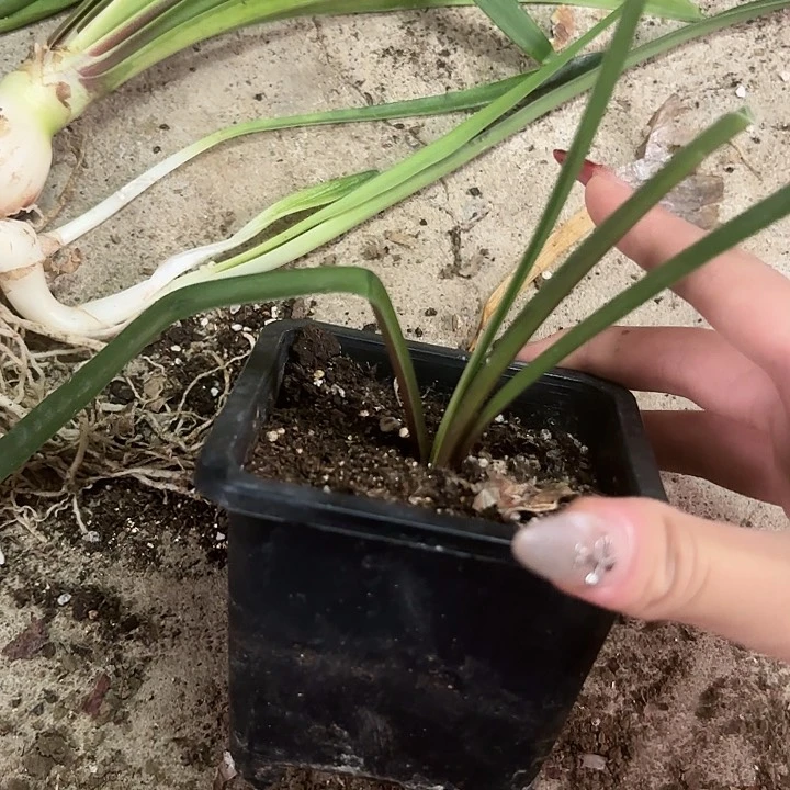 无花朵梦幻萝莉塔6号