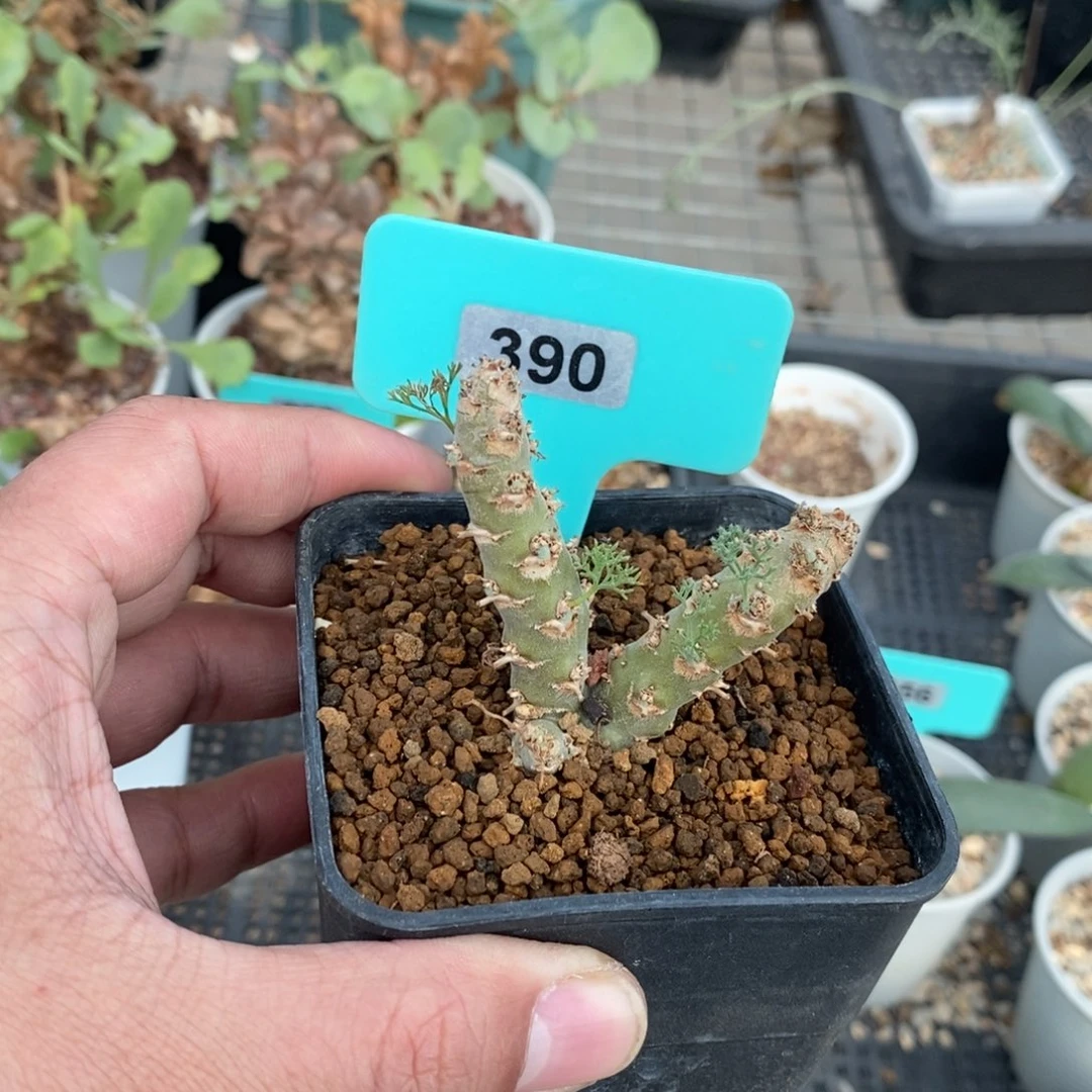 白皮越界多肉植物