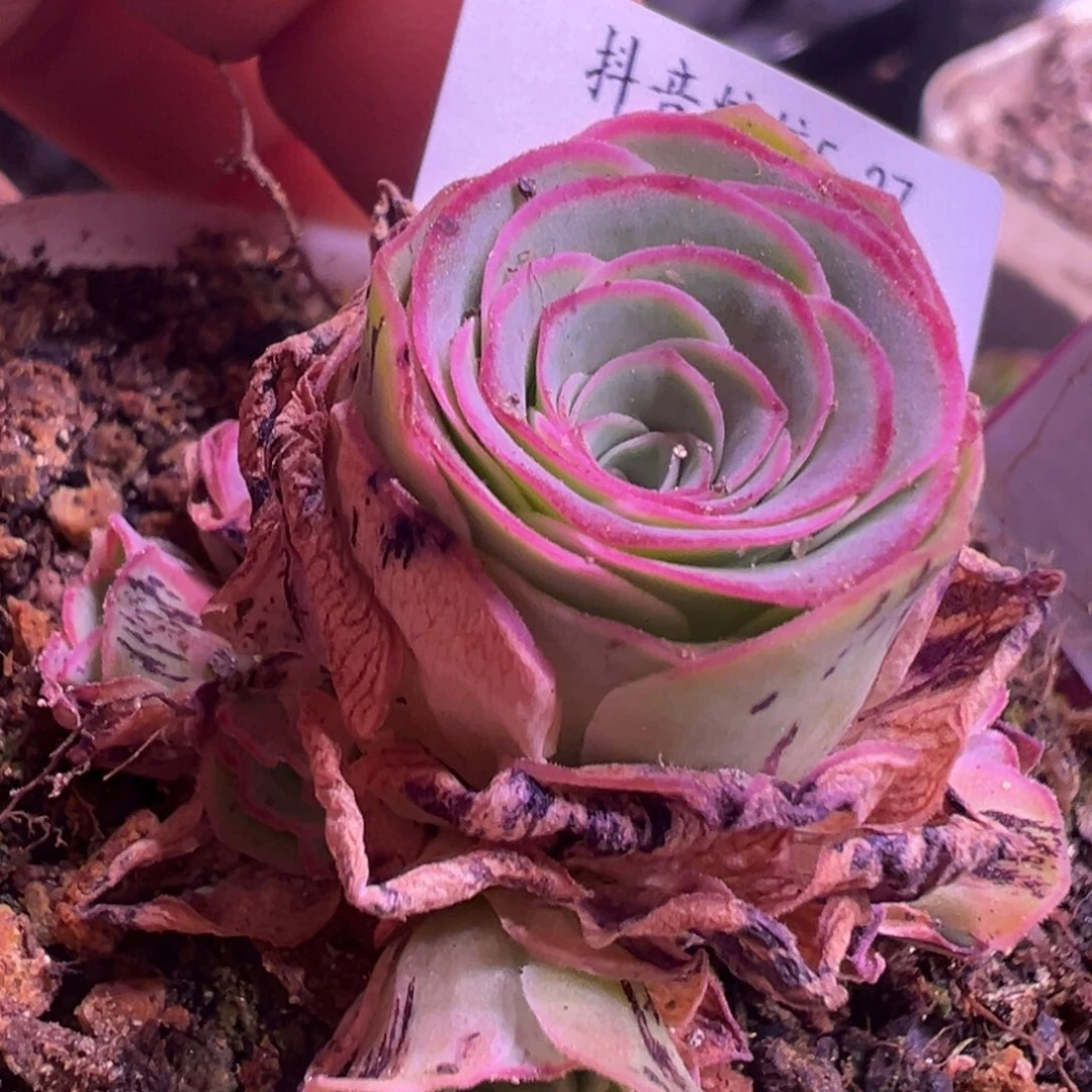 猫**子福袋 福袋 941.941