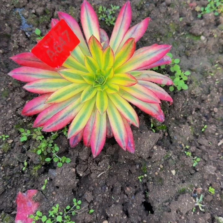 647朱雀黄锦多肉