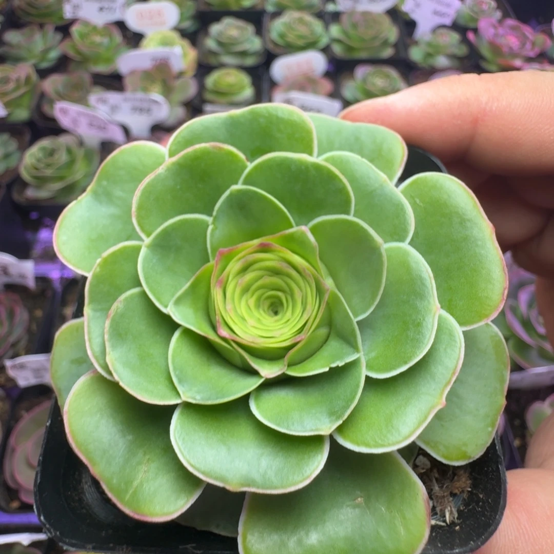 楹楹-481冠幅  7cm