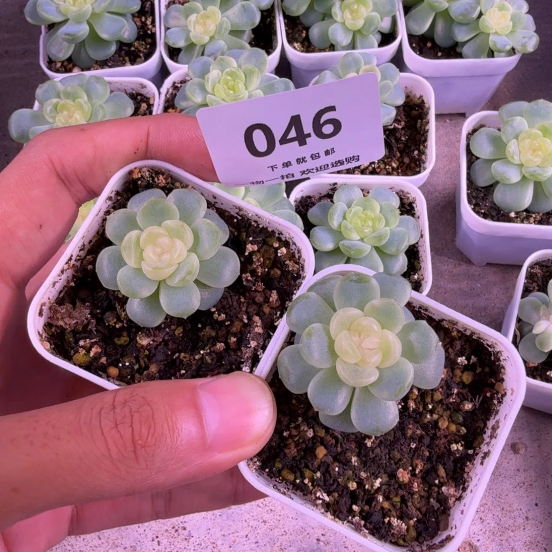 无尽灯两个一物一拍046