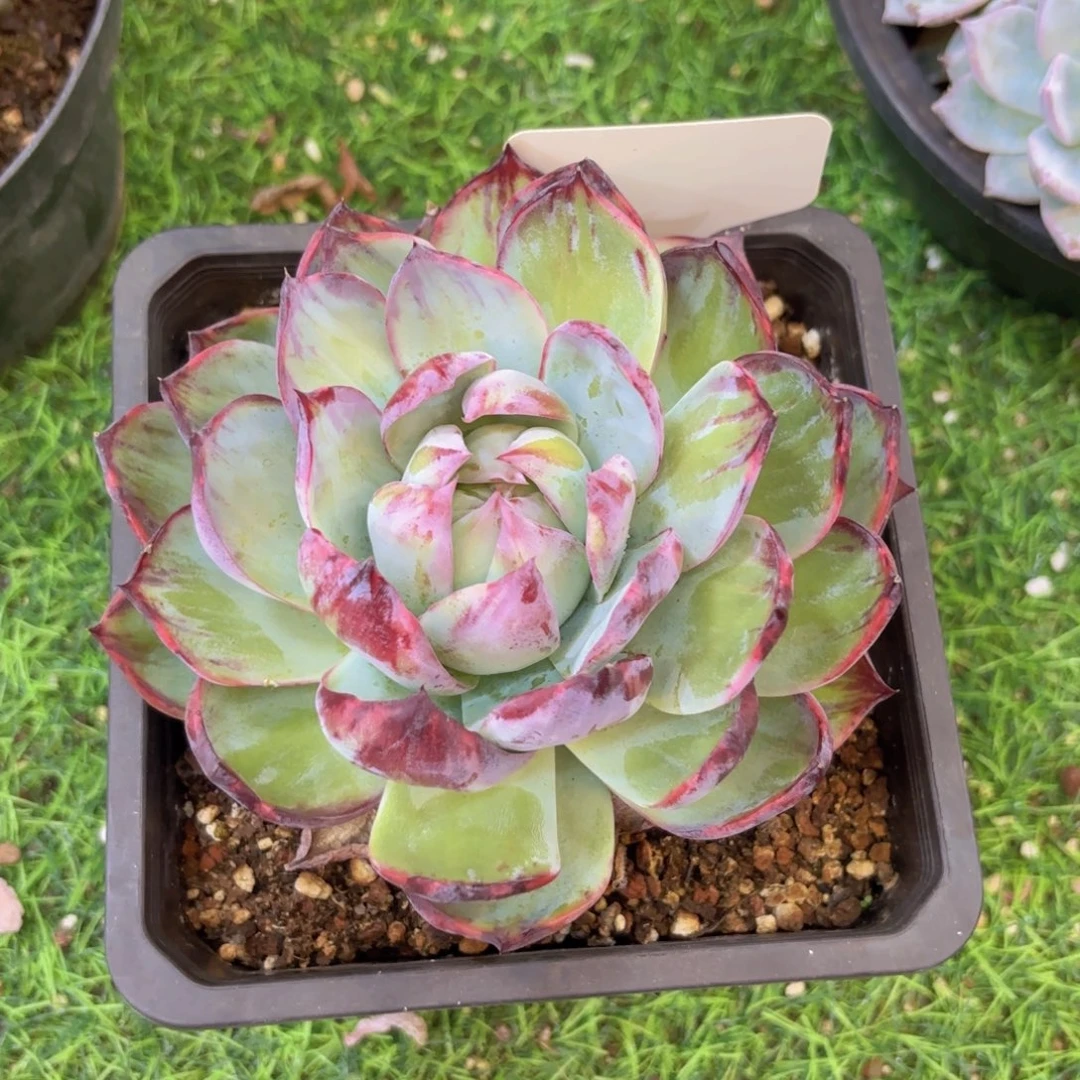 *****无花朵我的小可爱们都好可爱