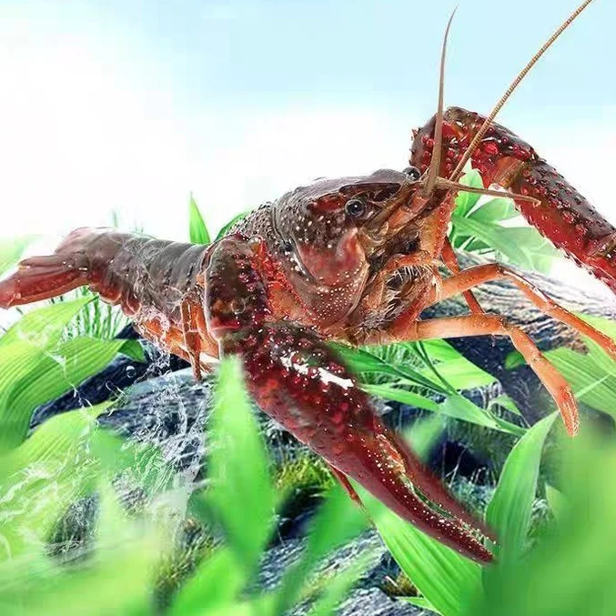 清水小龙虾（50 元/50只 1000g）