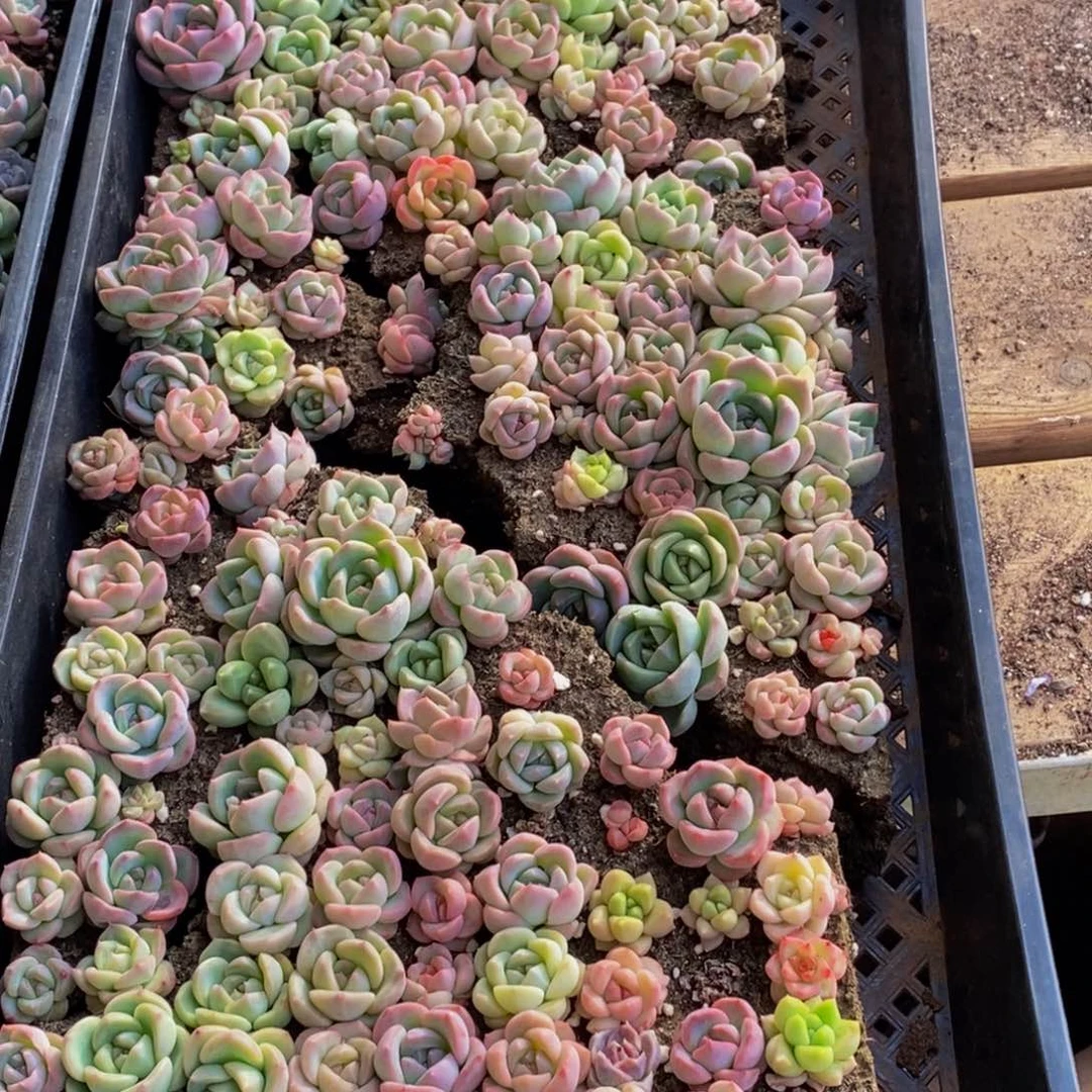 姐**。615多肉植物保护研究所所长