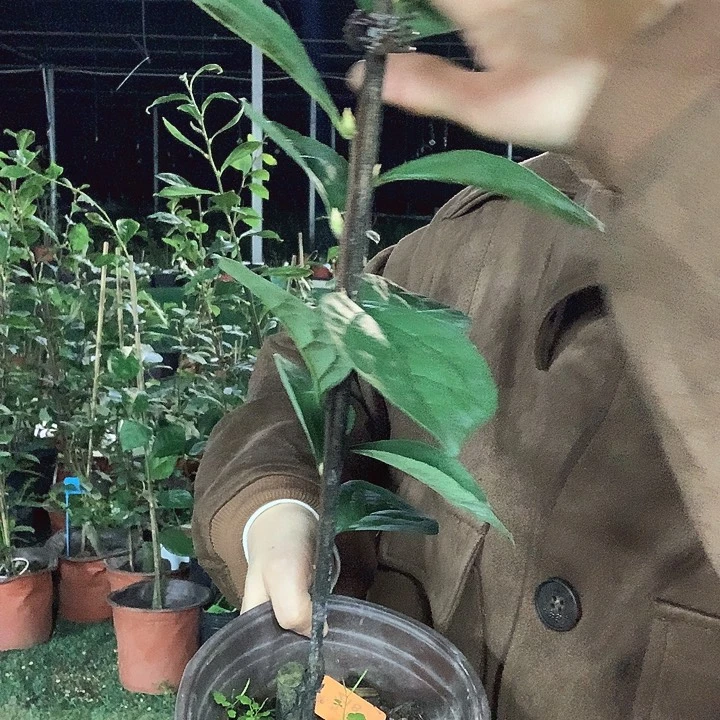 完全开放218嫁接36.8