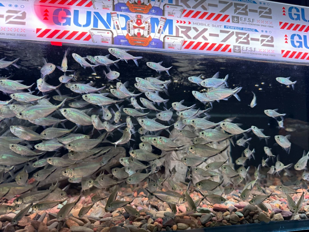 『黑尾大勾』群游天花板 皮实耐活 酷！