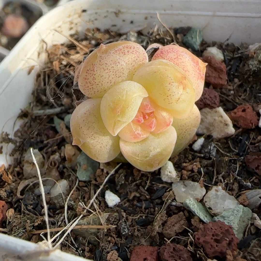 小卡拉米糖心一物一拍