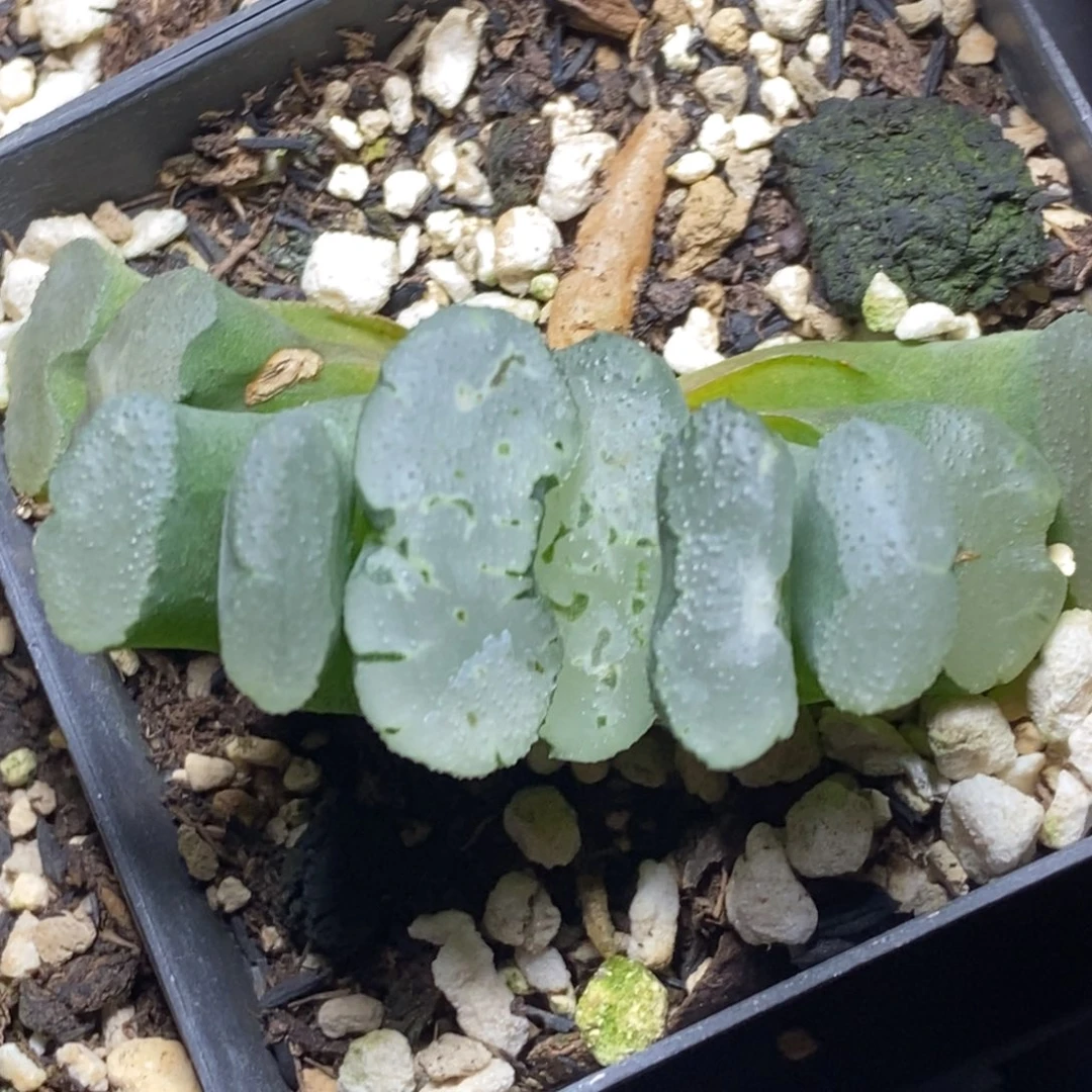 T1808玉扇一物一拍的