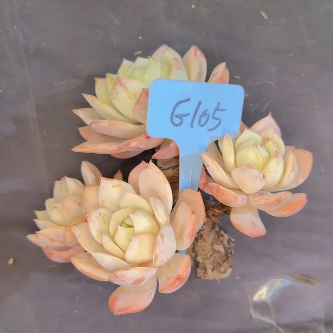 任***子多肉植物的生长发育和生长