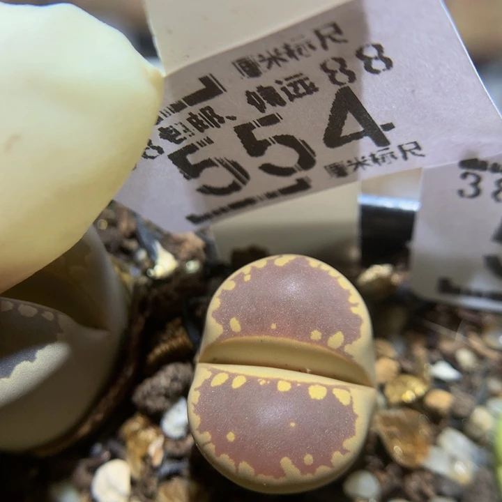 zzz精品人石花554