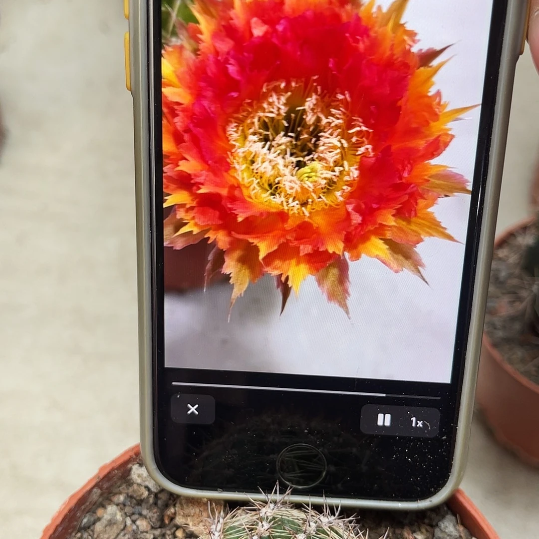 彩草橙羽毛带根4.5公分左右