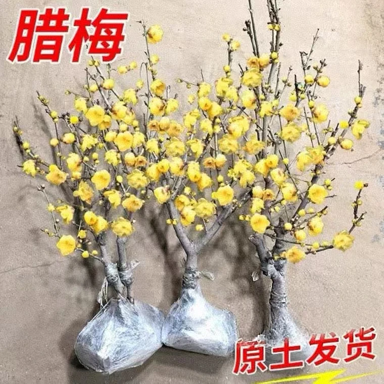 【带花苞】原生腊梅花盆栽浓香型耐寒阳台庭院南方北方红梅花盆栽花