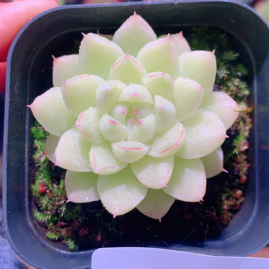 乐然15-14 女王玫瑰