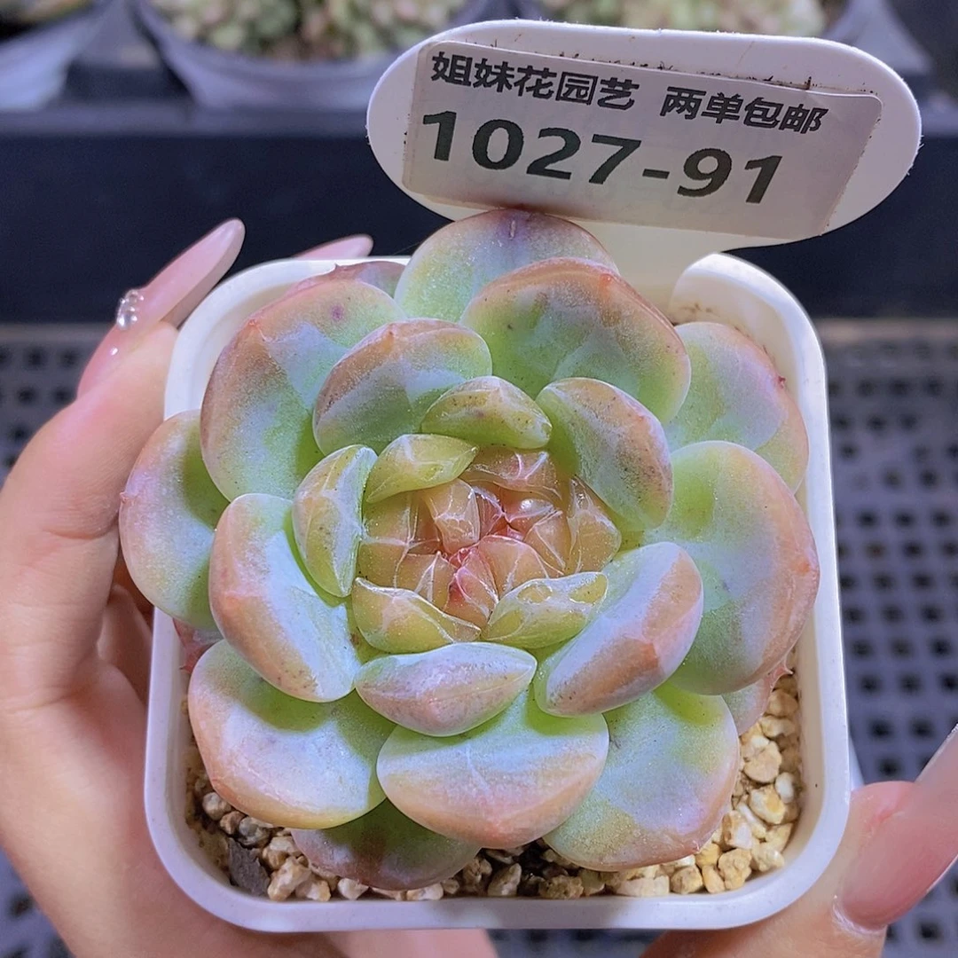 甜***茶1027-91-专拍福利糖心精控单头一颗