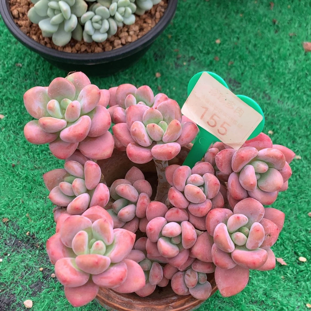 红洛神无砍老桩155