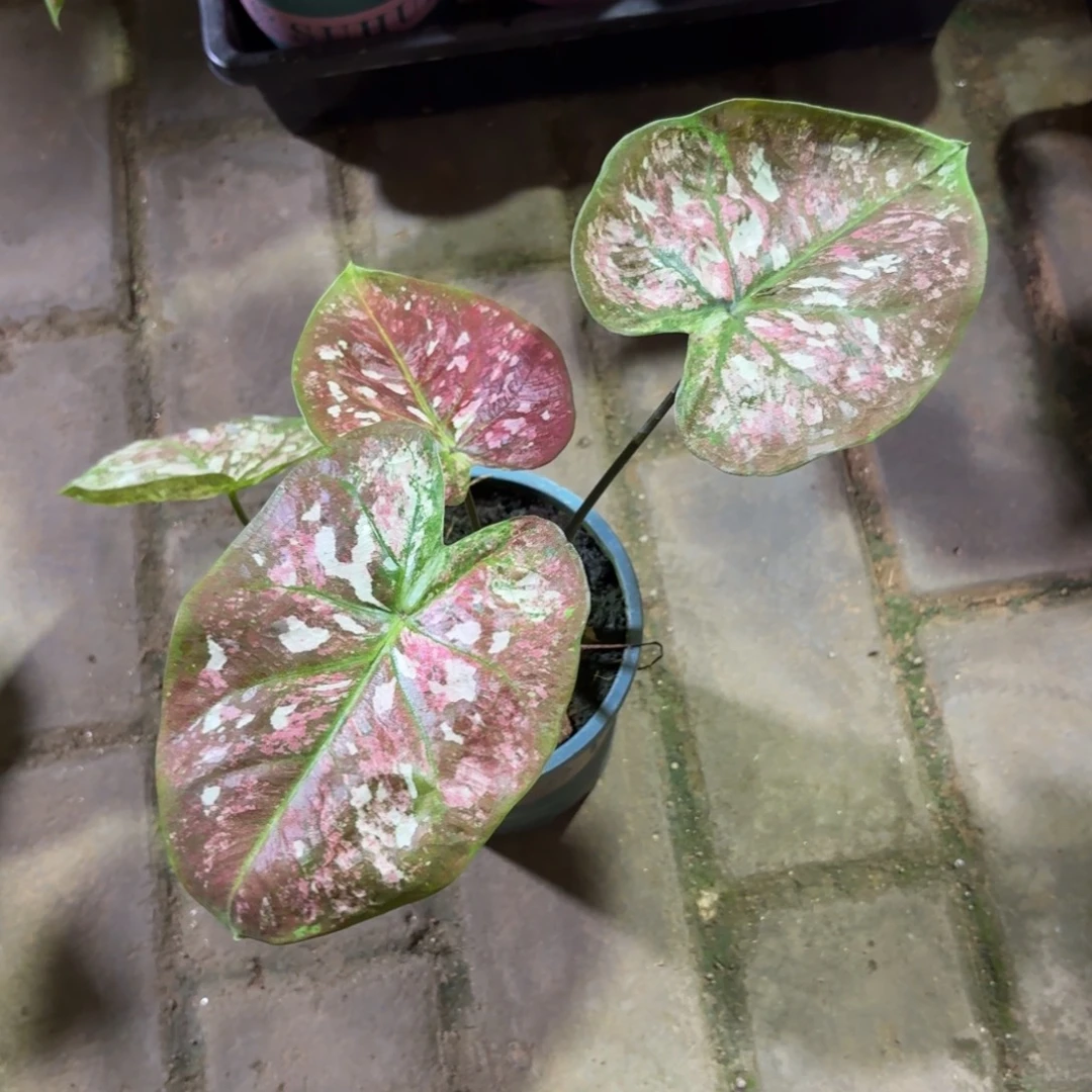 花木兰泰国彩叶芋559-0911