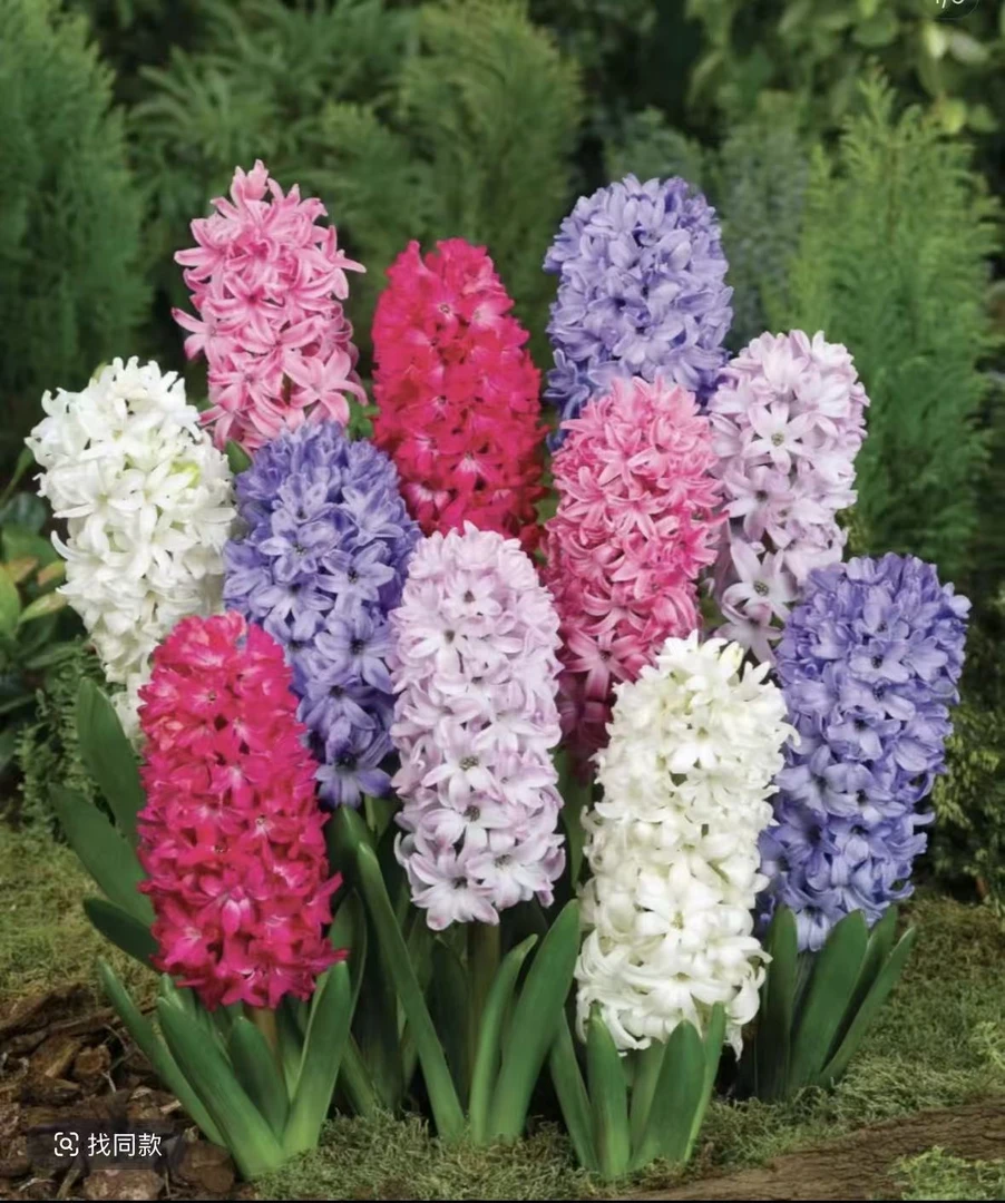 荷兰进口风信子种球土培水培风信子花耐寒好成活包邮好评天然香氛