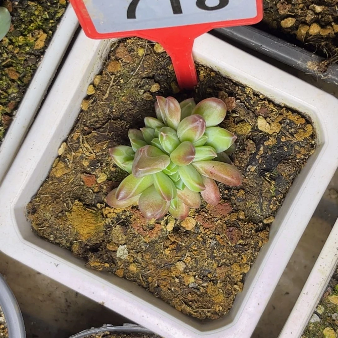 多肉植物韦斯特曼718