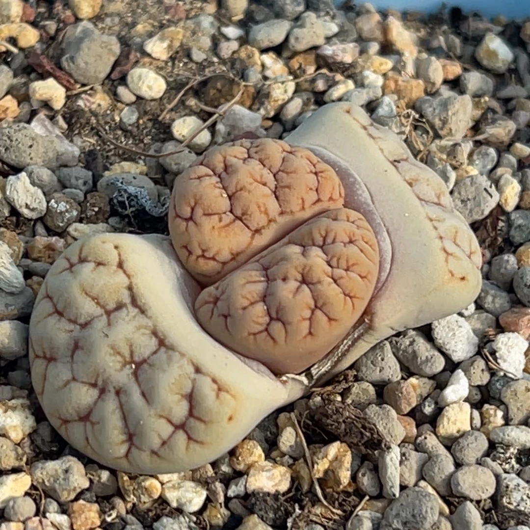 9922凹凸睫毛铁189