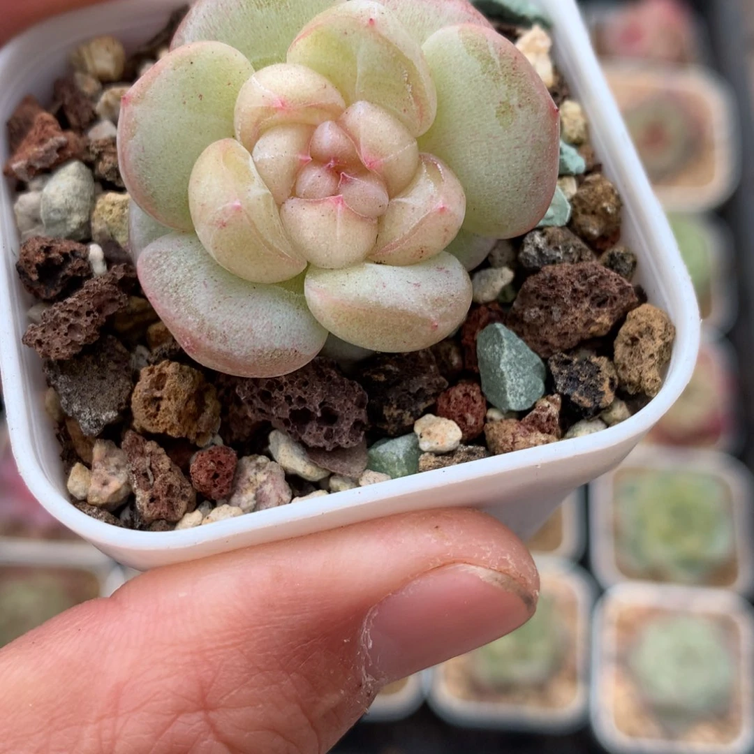 白心。     爱情。  珍妮。    20号