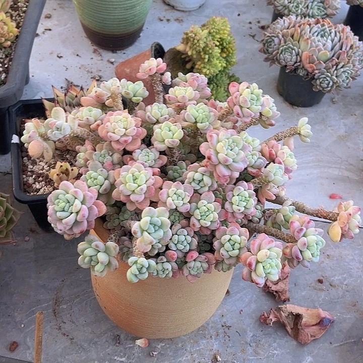 樱花罗琦08184多肉植物