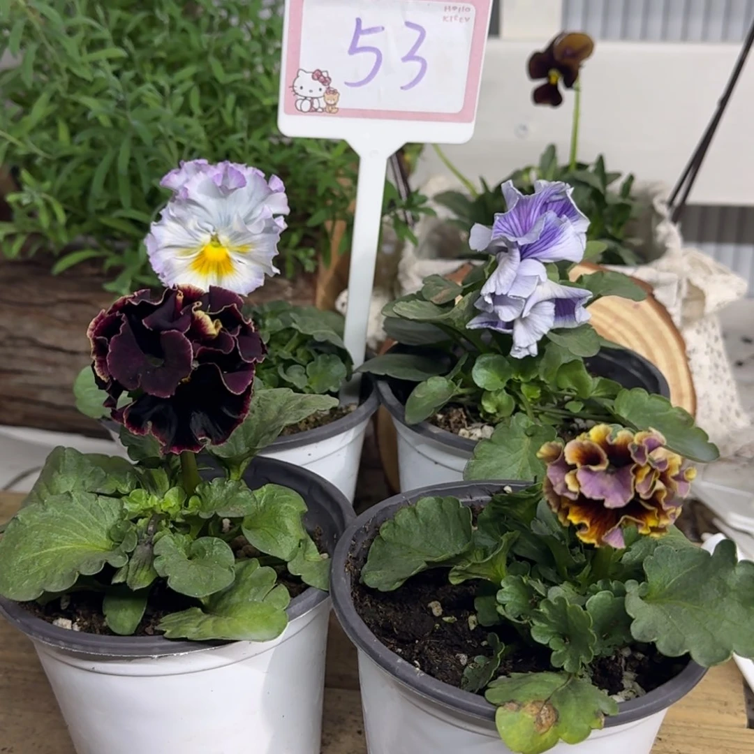 全部花朵1210  抖音53号个别根系弱退毒不售后介意勿拍