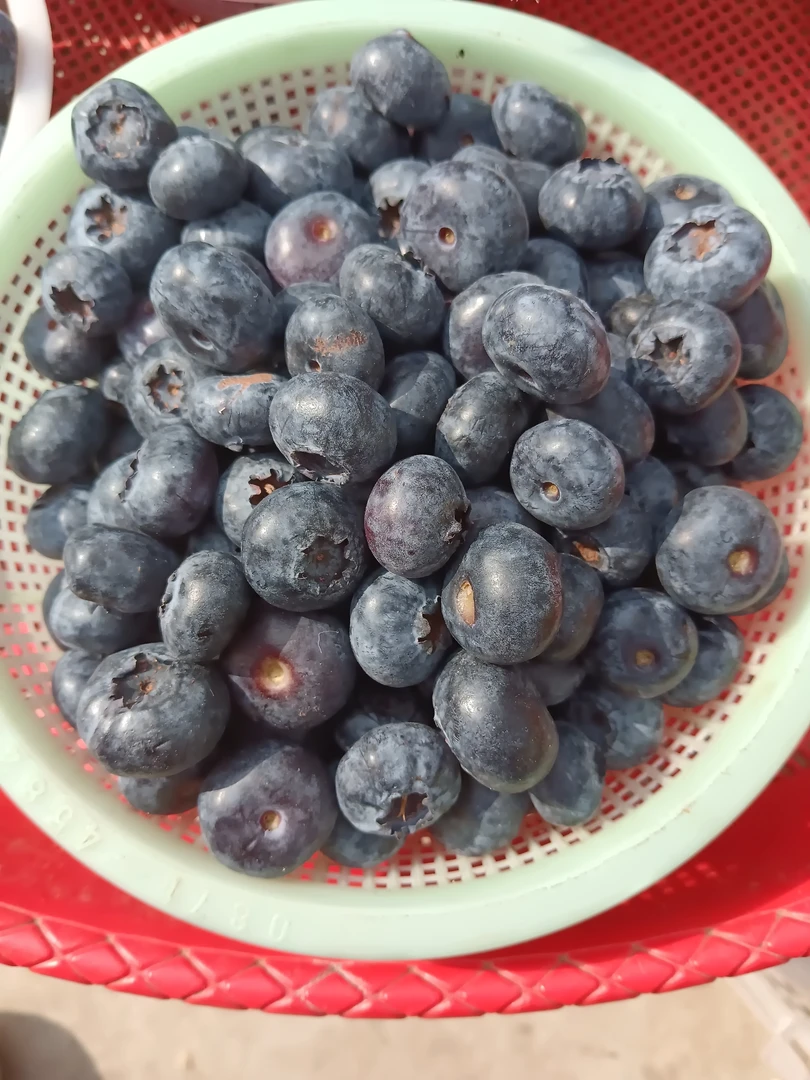 大理山货集市农家蓝莓