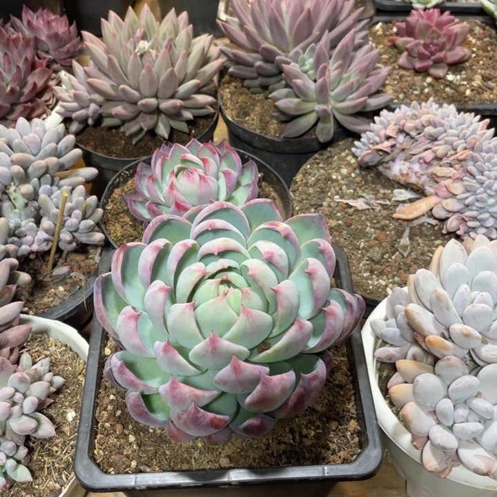 惊鸿仙子满20包邮脱土发货