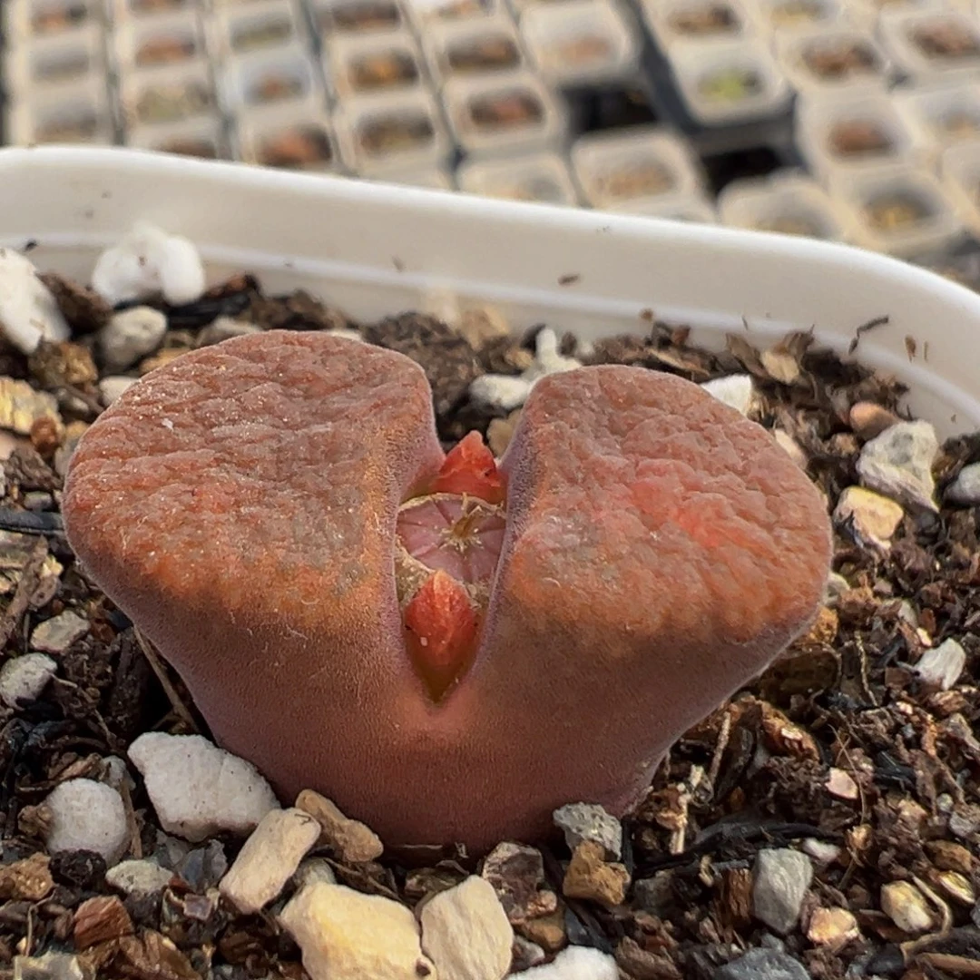 210多肉植物百科植物