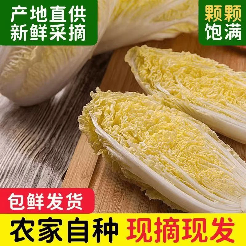 露天霜打黄心娃娃菜新鲜农家露天种植蔬菜现砍现发