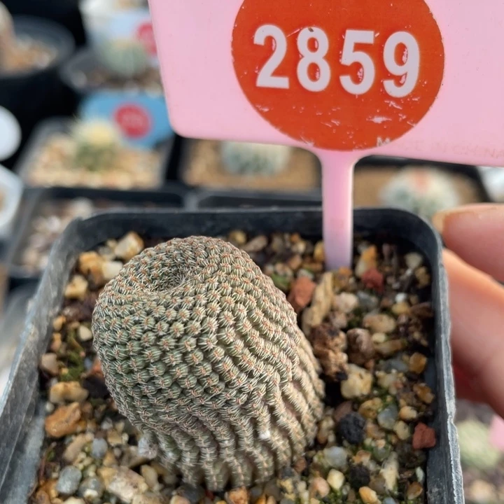 自根黑斜子2859000000