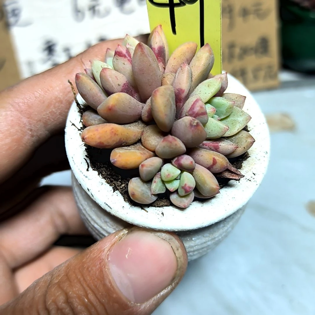 满6元包邮，雪燕群