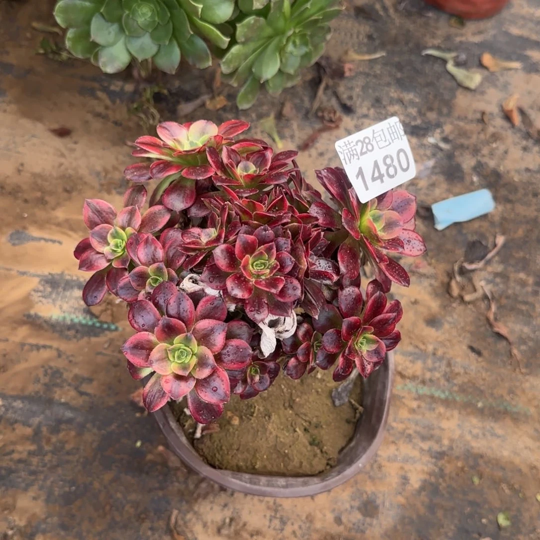 安娜多肉1480满28包邮断枝不包