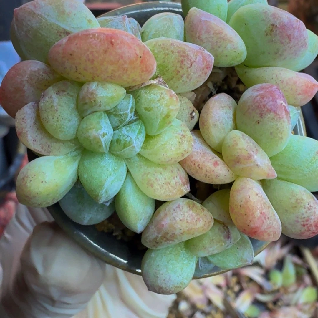 早****紧一物一拍不退不换