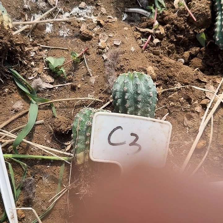 浅***语C3毛花红怕怕20得