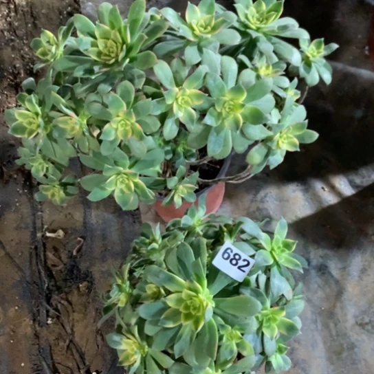 682法师多肉植物两颗组