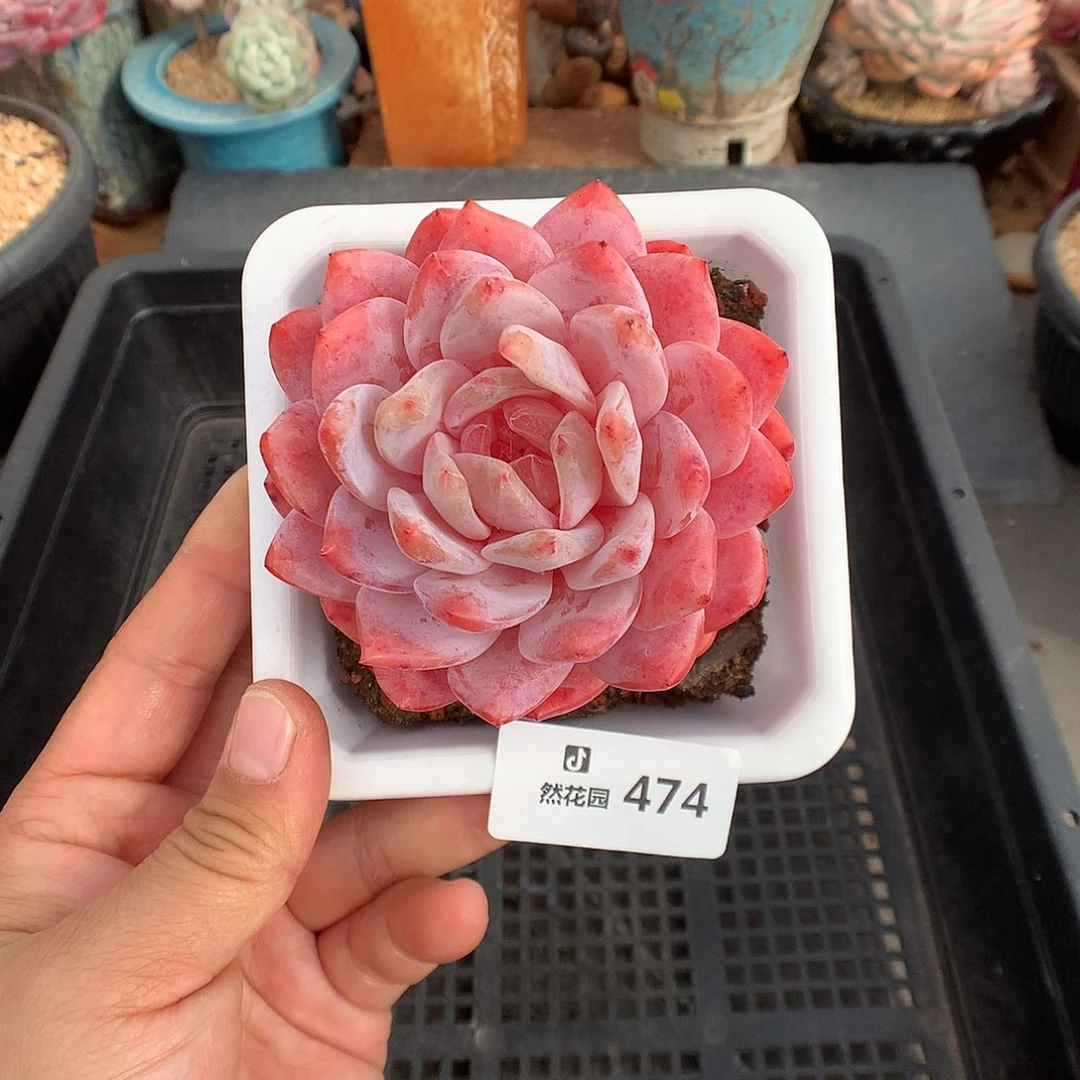 474韩橙多肉植物666