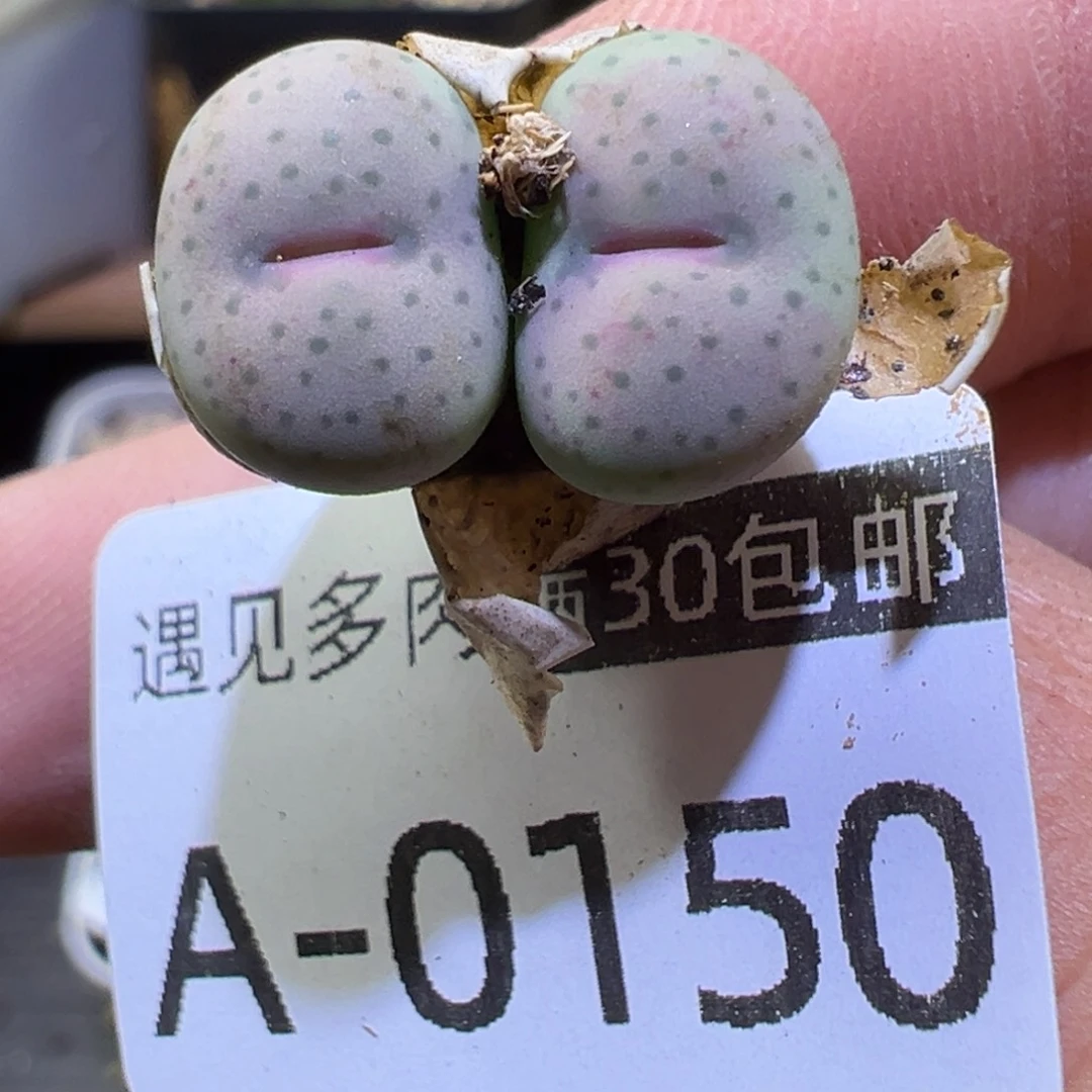 多肉植物1111111111111